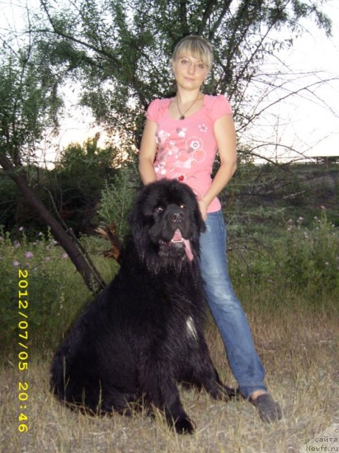 Фото: ньюфаундленд Klaus Blyek (Клаус Блэк), Ekaterina Kokovina (Екатерина Коковина)