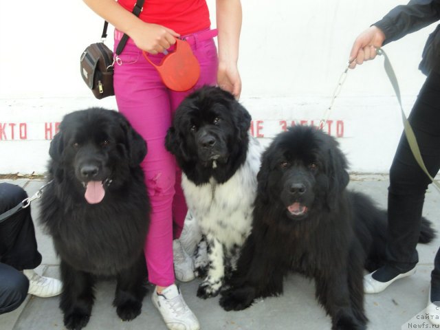 Фото: ньюфаундленд Akvian Song Zest Beautiful (Аквиан Сонг Зест Бьютифул), ньюфаундленд Zarri iz Sibirskoy Glubinki (Зарри из Сибирской Глубинки), Марго