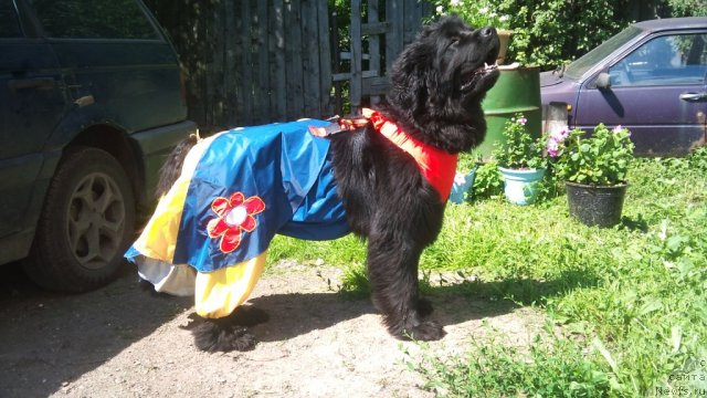 Фото: ньюфаундленд Funnewf Uletnaya Devchenka (Фанньюф Улетная Девчонка)