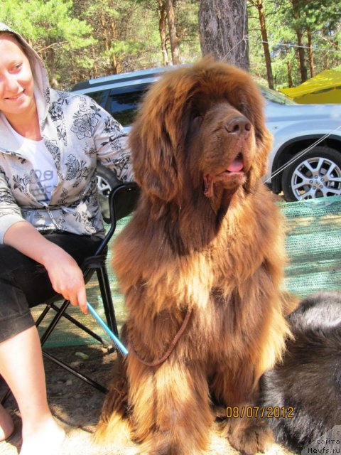 Фото: ньюфаундленд Barhatka Roskoshnaya (Бархатка Роскошная), Алена