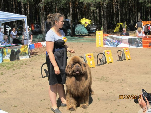 Фото: ньюфаундленд Komandor iz Medvej'ego YAra (Командор из Медвежьего Яра), Ekaterina Plotnikova (Екатерина Плотникова)