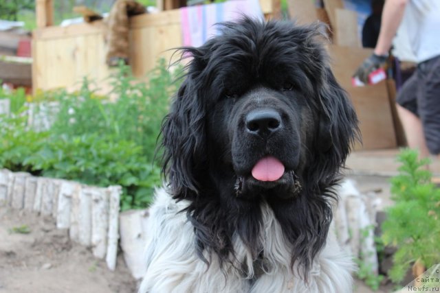 Фотография № 100710