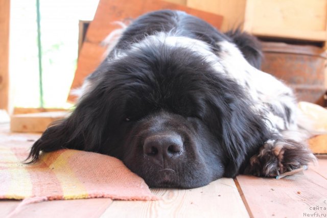 Фото: ньюфаундленд Akvian Song Zest Beautiful (Аквиан Сонг Зест Бьютифул)