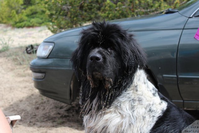 Фото: ньюфаундленд Akvian Song Zest Beautiful (Аквиан Сонг Зест Бьютифул)