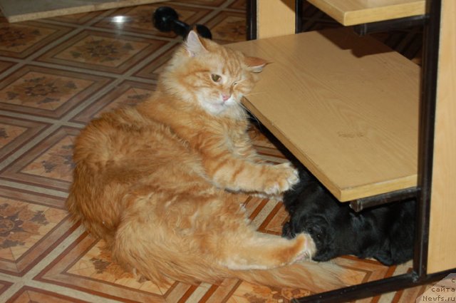 Фото: [d6962] с котом