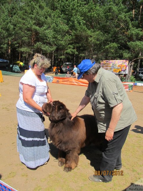 Фото: Irina Panyushkina (Ирина Панюшкина), ньюфаундленд Super Premium Brabus (Супер Премиум Брабус)