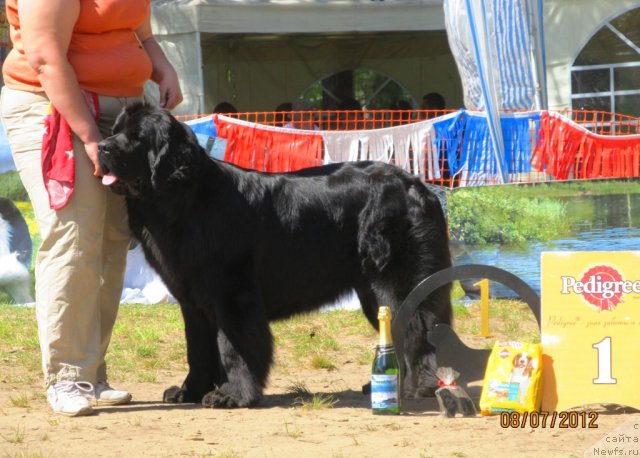 Фото: ньюфаундленд Undercover Angel Nuo Ozo Kalvu, Natal'ya Gostyuhina (Наталья Гостюхина)