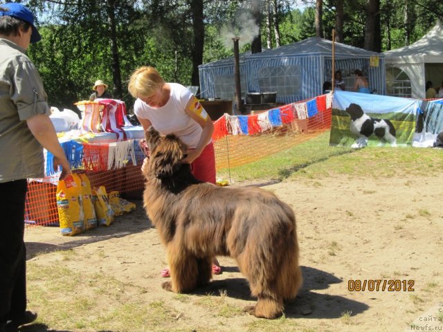 Фото: ньюфаундленд Barhatka Roskoshnaya (Бархатка Роскошная), Svetlana Permyakova (Светлана Пермякова)