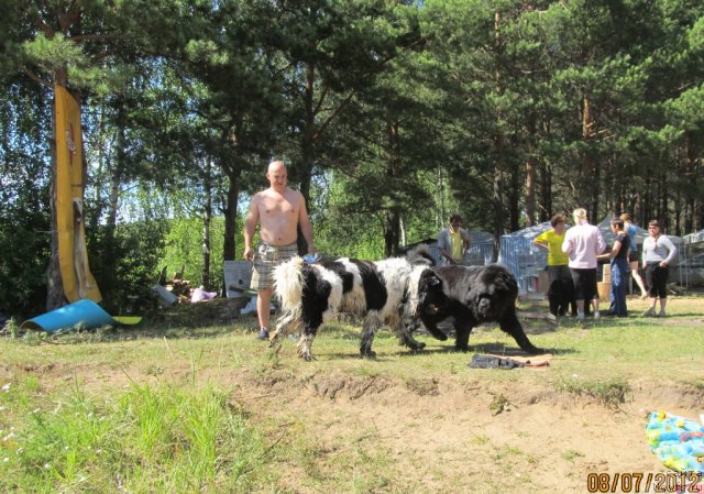 Фото: ньюфаундленд Ih Vyisochestvo Vladlena Madjiks (Их Высочество Владлена Маджикс), ньюфаундленд Super Bizon Ekaterinburg (Супер Бизон Екатеринбург), Aleksey Nistratov (Алексей Нистратов)