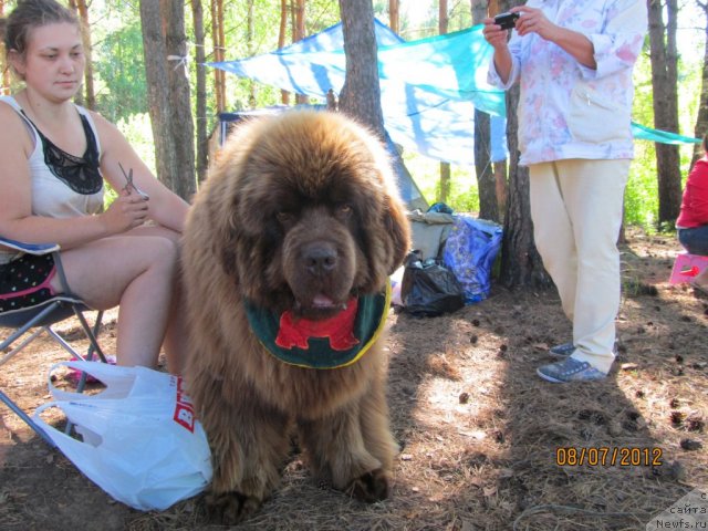 Фото: ньюфаундленд Komandor iz Medvej'ego YAra (Командор из Медвежьего Яра), Ekaterina Plotnikova (Екатерина Плотникова)