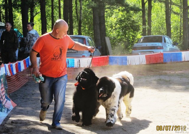 Фото: ньюфаундленд Ih Vyisochestvo Vladlena Madjiks (Их Высочество Владлена Маджикс), ньюфаундленд Super Bizon Ekaterinburg (Супер Бизон Екатеринбург), Aleksey Nistratov (Алексей Нистратов)