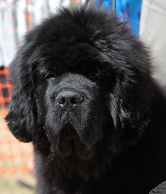 Фото: Ньюфорт Фидель(, ньюфаундленд King of Helluland I'm Precious, ньюфаундленд Potap SHalen (Потап Шален), )