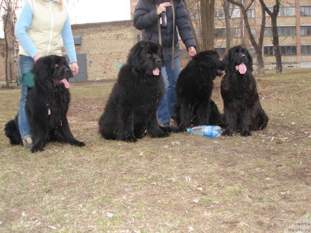 Фото: ньюфаундленд Rashel (Рашель), ньюфаундленд Taffi Milaya Bestiya (Таффи Милая Бестия), ньюфаундленд Naslednik Prestola ot Sibirskogo Medvedya (Наследник Престола от Сибирского Медведя), ньюфаундленд Rayhan King II