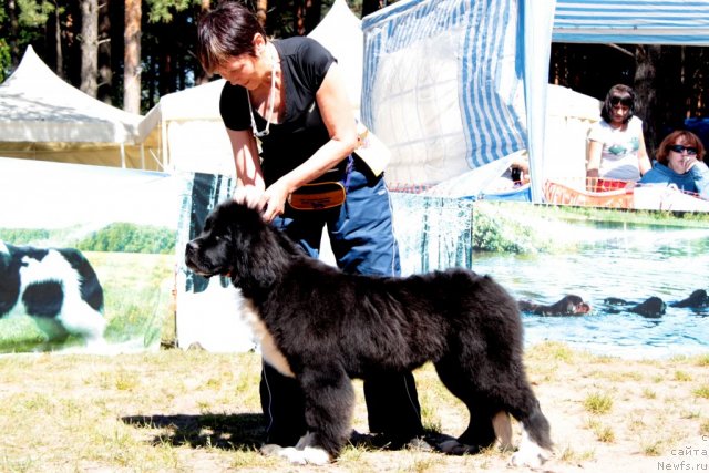 Фото: ньюфаундленд N'yufort Fanta (Ньюфорт Фанта)