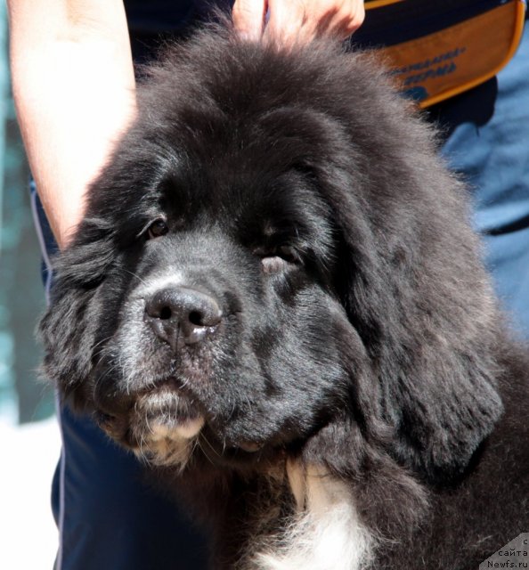 Фото: ньюфаундленд N'yufort Fanta (Ньюфорт Фанта)