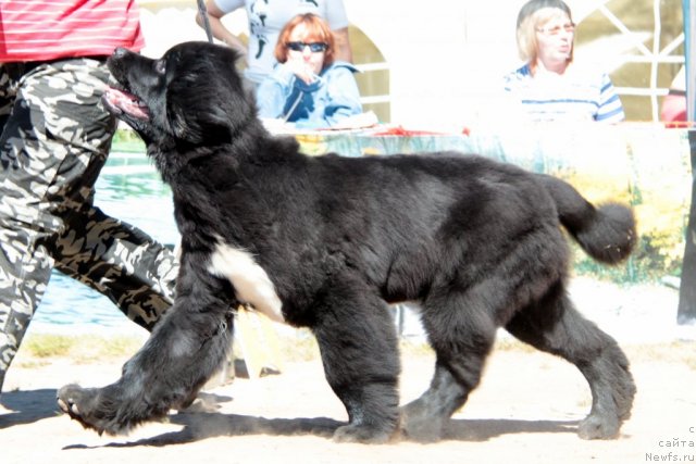 Фото: ньюфаундленд Super Bizon Zaya (Супер Бизон Зая)