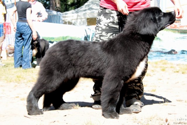 Фото: ньюфаундленд Super Bizon Zaya (Супер Бизон Зая)