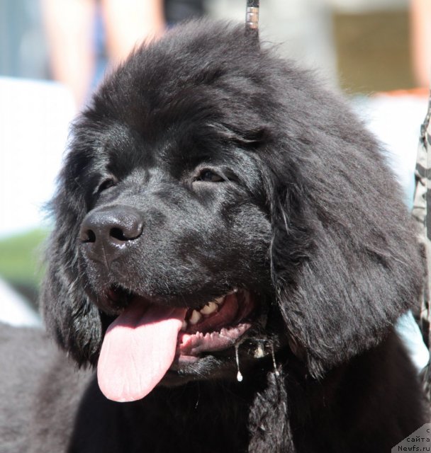 Фото: ньюфаундленд Super Bizon Zaya (Супер Бизон Зая)