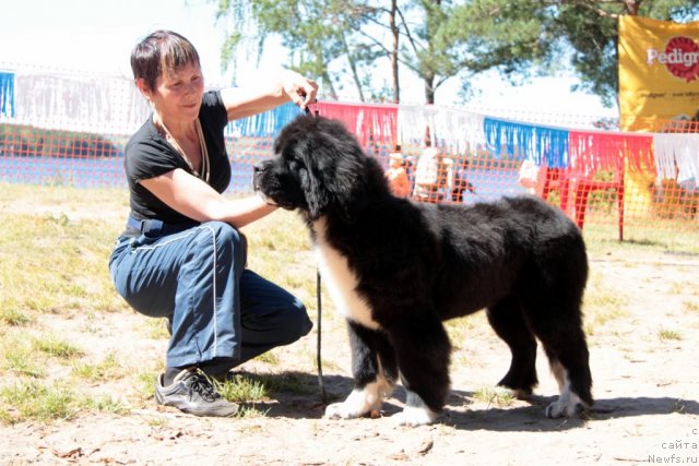 Фото: Ньюфорт Фанта