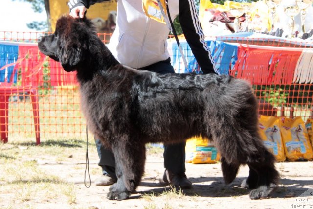 Фото: ньюфаундленд Akvatoriya Kelvin Udacha (Акватория Келвин Удача)