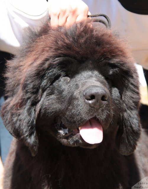 Фото: ньюфаундленд Akvatoriya Kelvin Udacha (Акватория Келвин Удача)