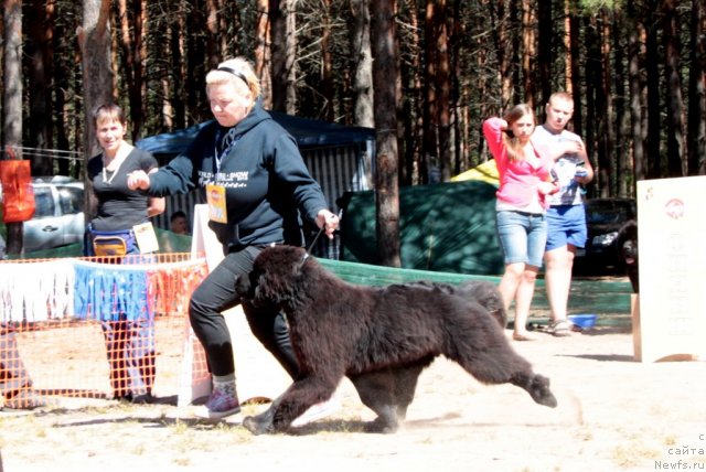 Фото: ньюфаундленд Aquatoriya Kelvin Undisputed Wins (Акватория Келвин Ундиспьютид Винс)
