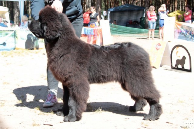 Фото: ньюфаундленд Aquatoriya Kelvin Undisputed Wins (Акватория Келвин Ундиспьютид Винс)