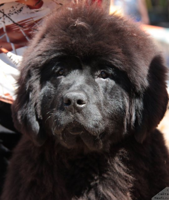 Фото: ньюфаундленд Aquatoria Kelvin Ursa High Spirit (Акватория Келвин Урса Хай Спирит)