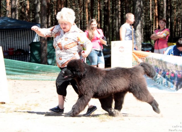 Фото: ньюфаундленд Aquatoria Kelvin Ursa High Spirit (Акватория Келвин Урса Хай Спирит)