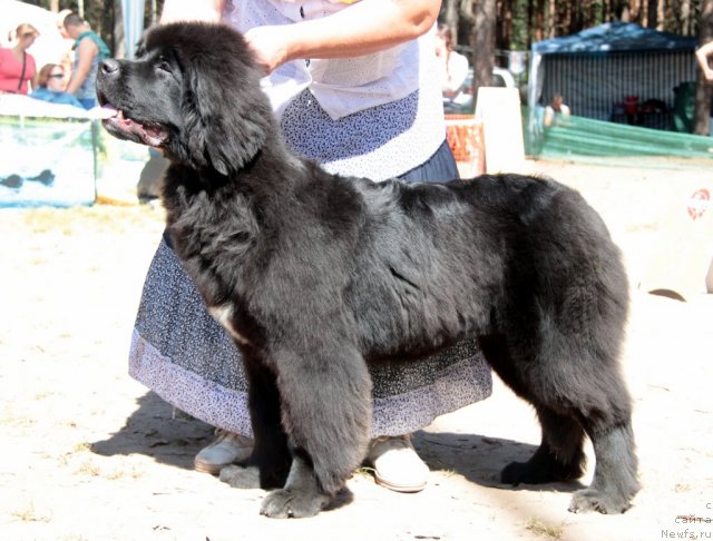 Фото: ньюфаундленд Blyek Diamond Agidel' ot Potapa Uvertyura (Блэк Диамонд Агидель от Потапа Увертюра)