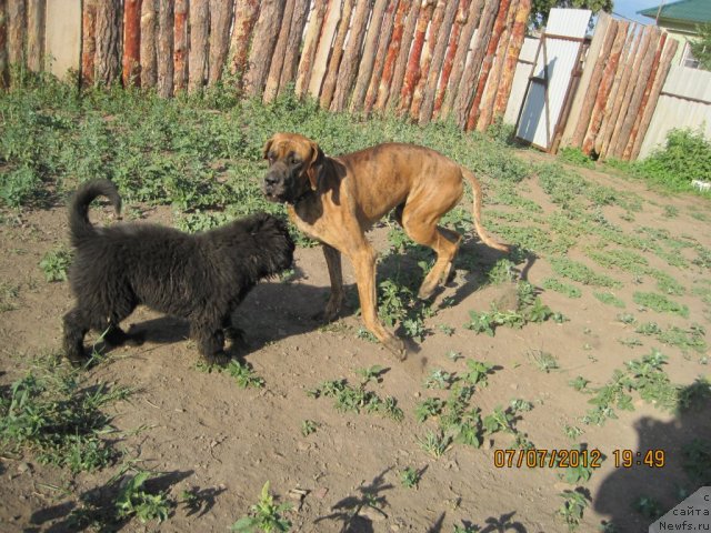 Фото: ньюфаундленд N'yufort Taym's Gold Aleksa (Ньюфорт Тайм'с Голд Алекса)