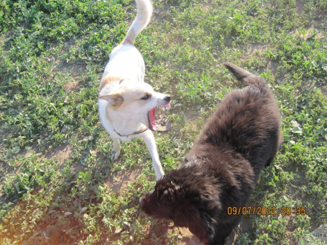 Фото: ньюфаундленд N'yufort Taym's Gold Aleksa (Ньюфорт Тайм'с Голд Алекса)