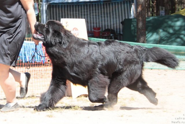 Фото: ньюфаундленд Ar'e CHernaya Sensaciya Parmyi (Арье Черная Сенсация Пармы)