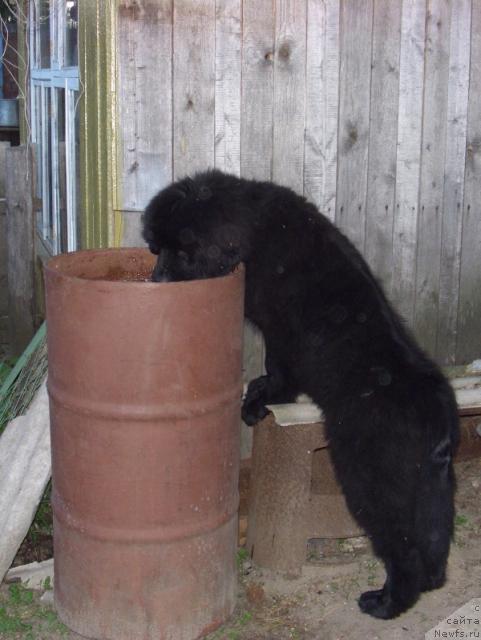 Фотография № 10087