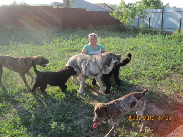 Фото: ньюфаундленд N'yufort Taym's Gold Aleksa (Ньюфорт Тайм'с Голд Алекса)