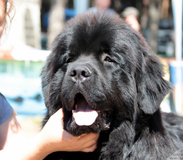 Фото: ньюфаундленд Ar'e CHernaya Sensaciya Parmyi (Арье Черная Сенсация Пармы)