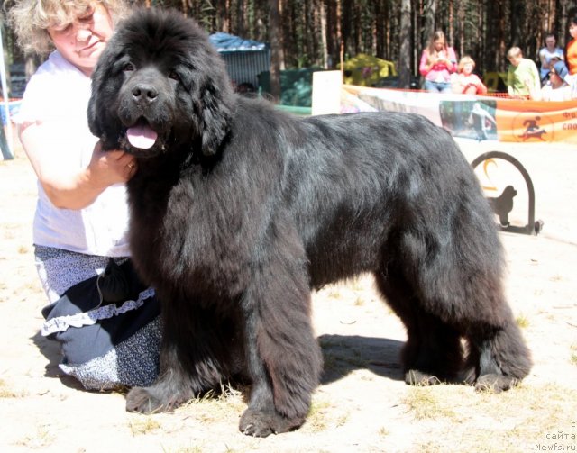 Фото: ньюфаундленд S'Nezhnaya Vjuga Armando Parusso (С'Нежная Вьюга Армандо Паруссо)