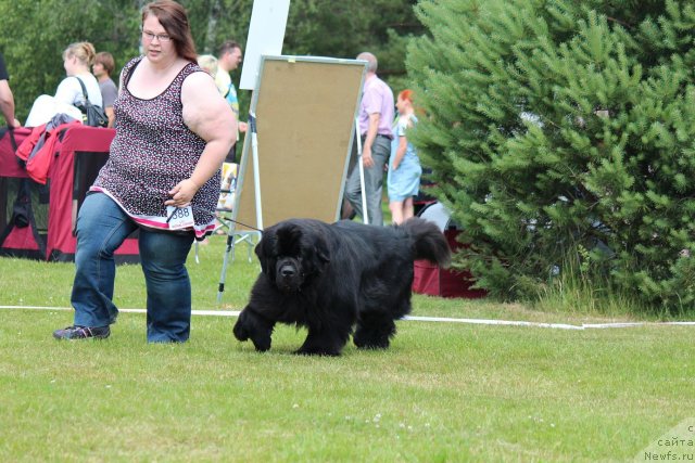 Фото: ньюфаундленд Pepperita's Piece of Spanish Dream