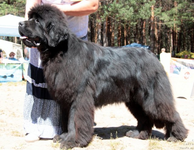 Фото: ньюфаундленд S'Nezhnaya Vjuga Armando Parusso (С'Нежная Вьюга Армандо Паруссо)
