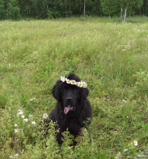 Фотография № 10088