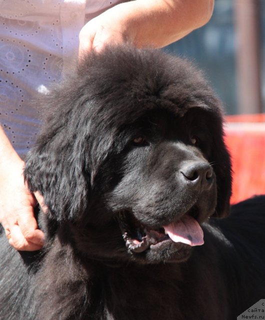 Фото: ньюфаундленд S'Nezhnaya Vjuga Armando Parusso (С'Нежная Вьюга Армандо Паруссо)