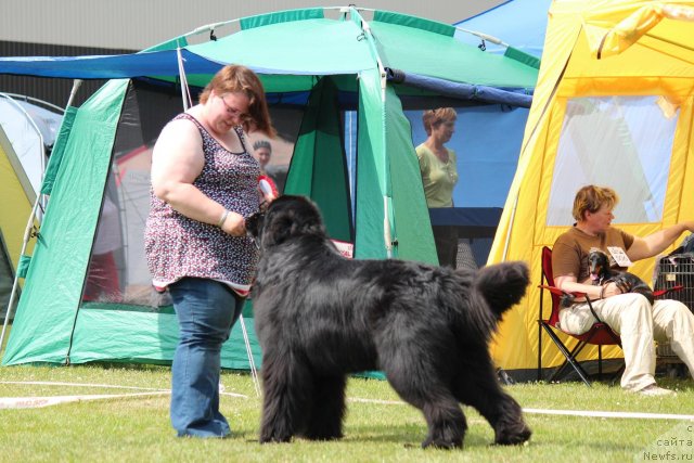 Фото: ньюфаундленд Pepperita's Piece of Cake