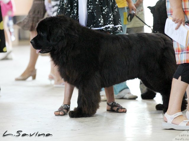 Фото: ньюфаундленд Kiper Soul Jemchujnaya Krasavica (Кипер Соул Жемчужная Красавица)