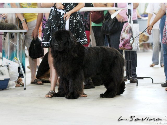 Фото: ньюфаундленд Kiper Soul Jemchujnaya Krasavica (Кипер Соул Жемчужная Красавица)