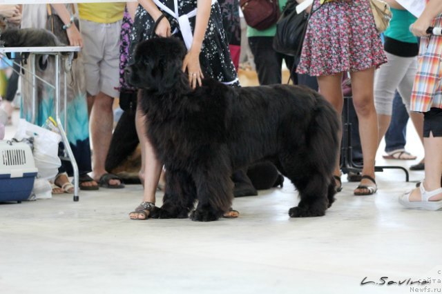 Фото: ньюфаундленд Kiper Soul Jemchujnaya Krasavica (Кипер Соул Жемчужная Красавица)