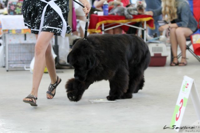 Фото: ньюфаундленд Kiper Soul Jemchujnaya Krasavica (Кипер Соул Жемчужная Красавица)