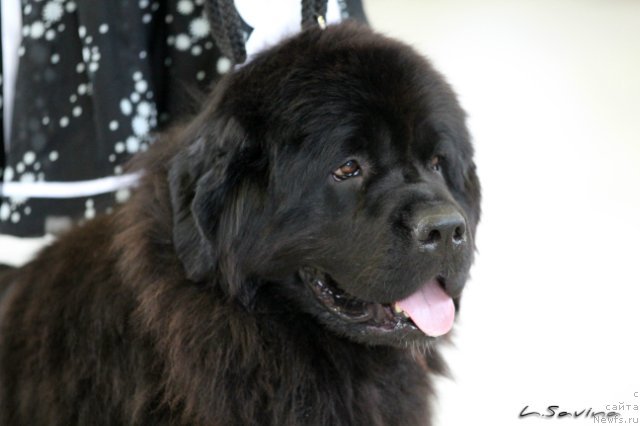 Фото: ньюфаундленд Kiper Soul Jemchujnaya Krasavica (Кипер Соул Жемчужная Красавица)