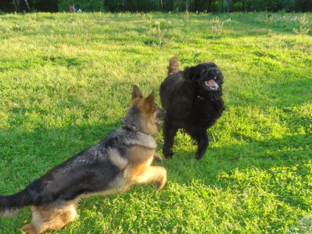 Фото: ньюфаундленд Pontus Pit (Понтус Пит)