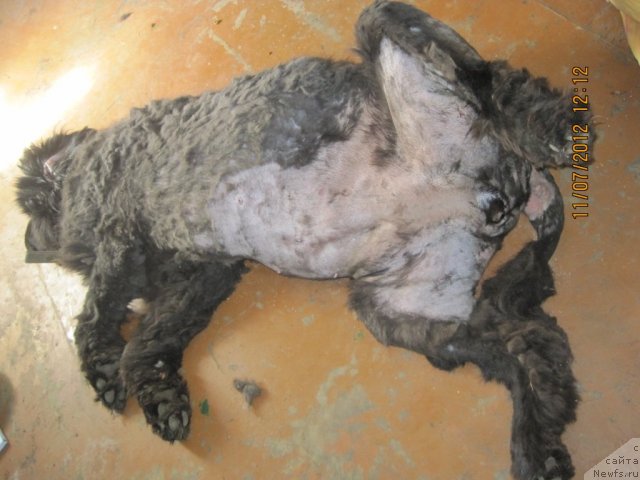 Фото: Леся Валенсия ньюфка с которой жестоко обошлись хозяева