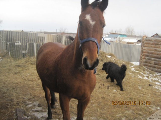 Фото: ньюфаундленд N'yufort Lapochka Dochka (Ньюфорт Лапочка Дочка)